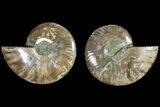 Agate Replaced Ammonite Fossil - Madagascar #145930-1